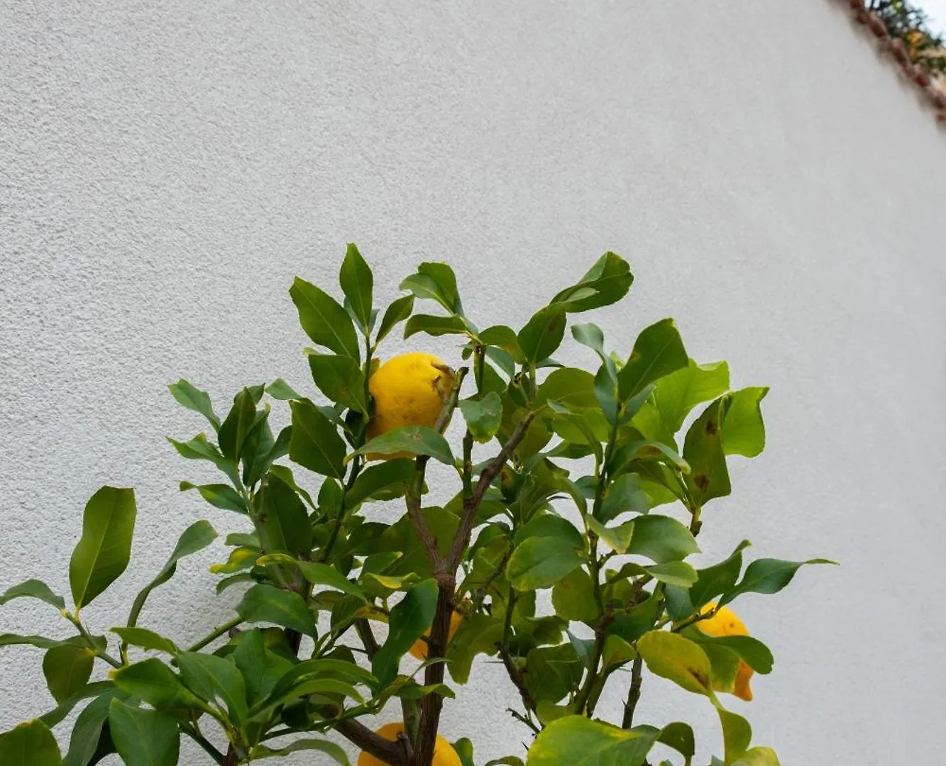 Cedros Apartment Palermo Italy